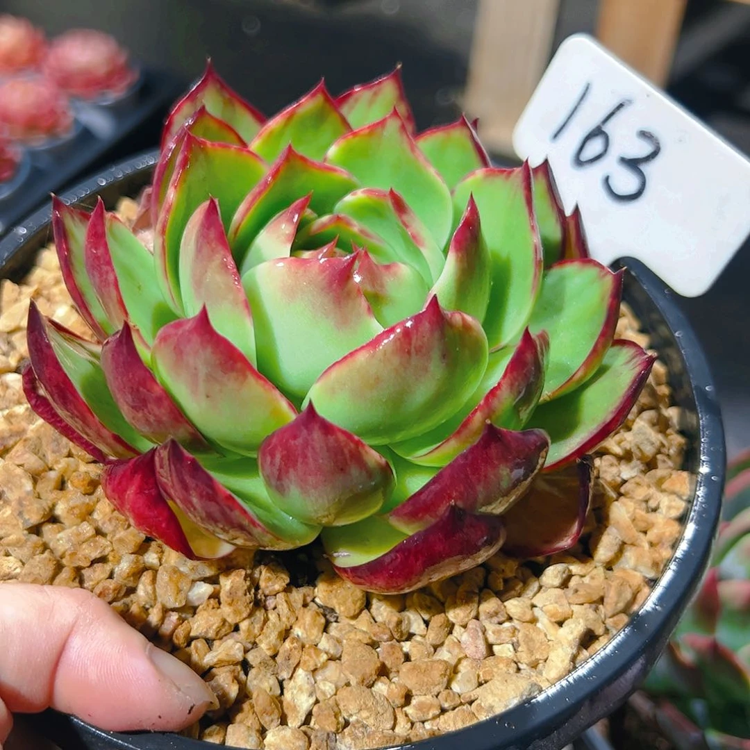 惊鸿仙子一物一拍163号