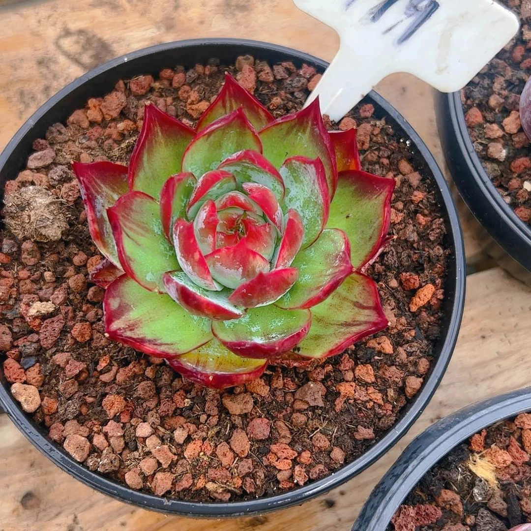 拉**狗小惊鸿仙子一物一拍779号