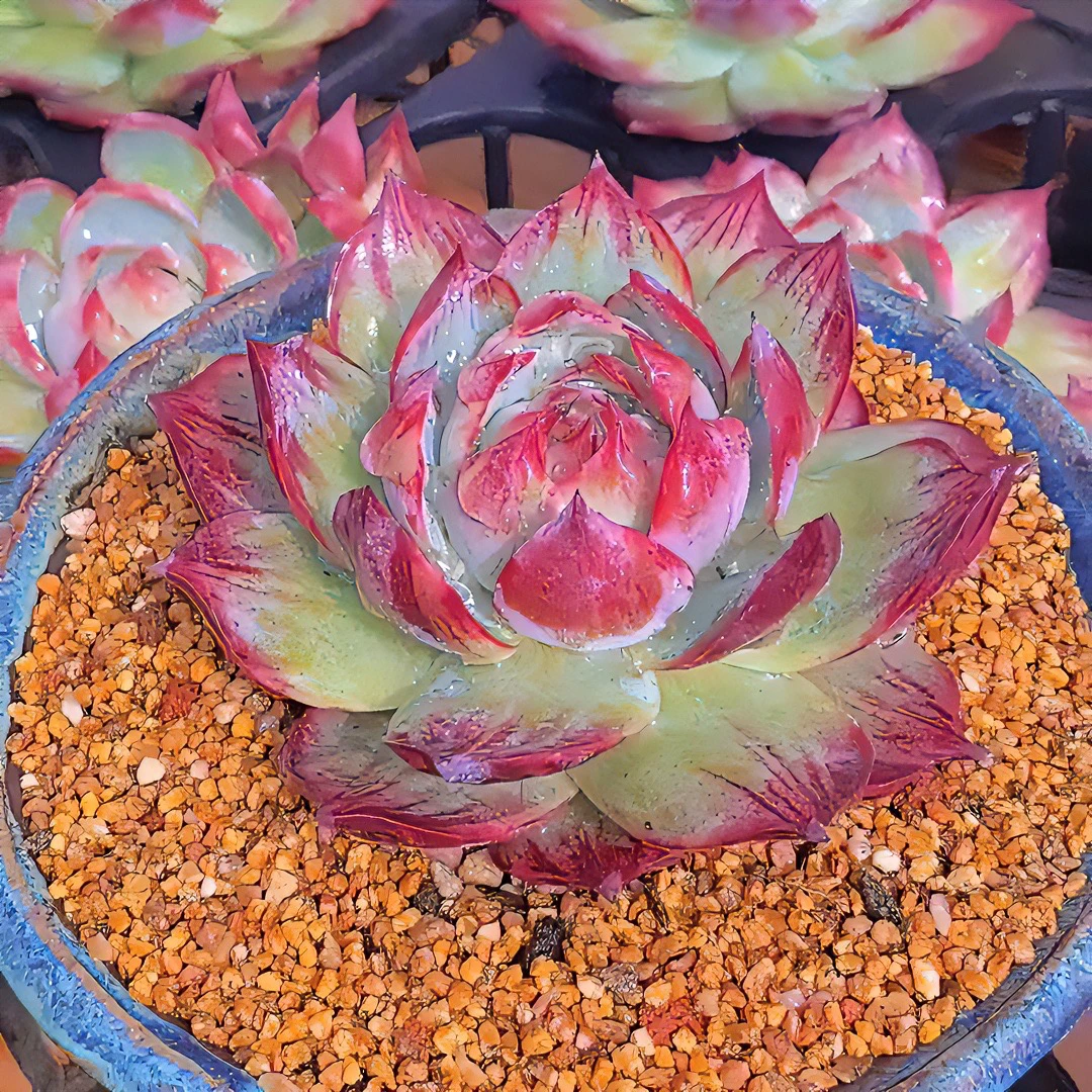 惊鸿仙子多肉植物  我本无意惹惊鸿-奈何惊鸿入我心 多肉园艺花卉