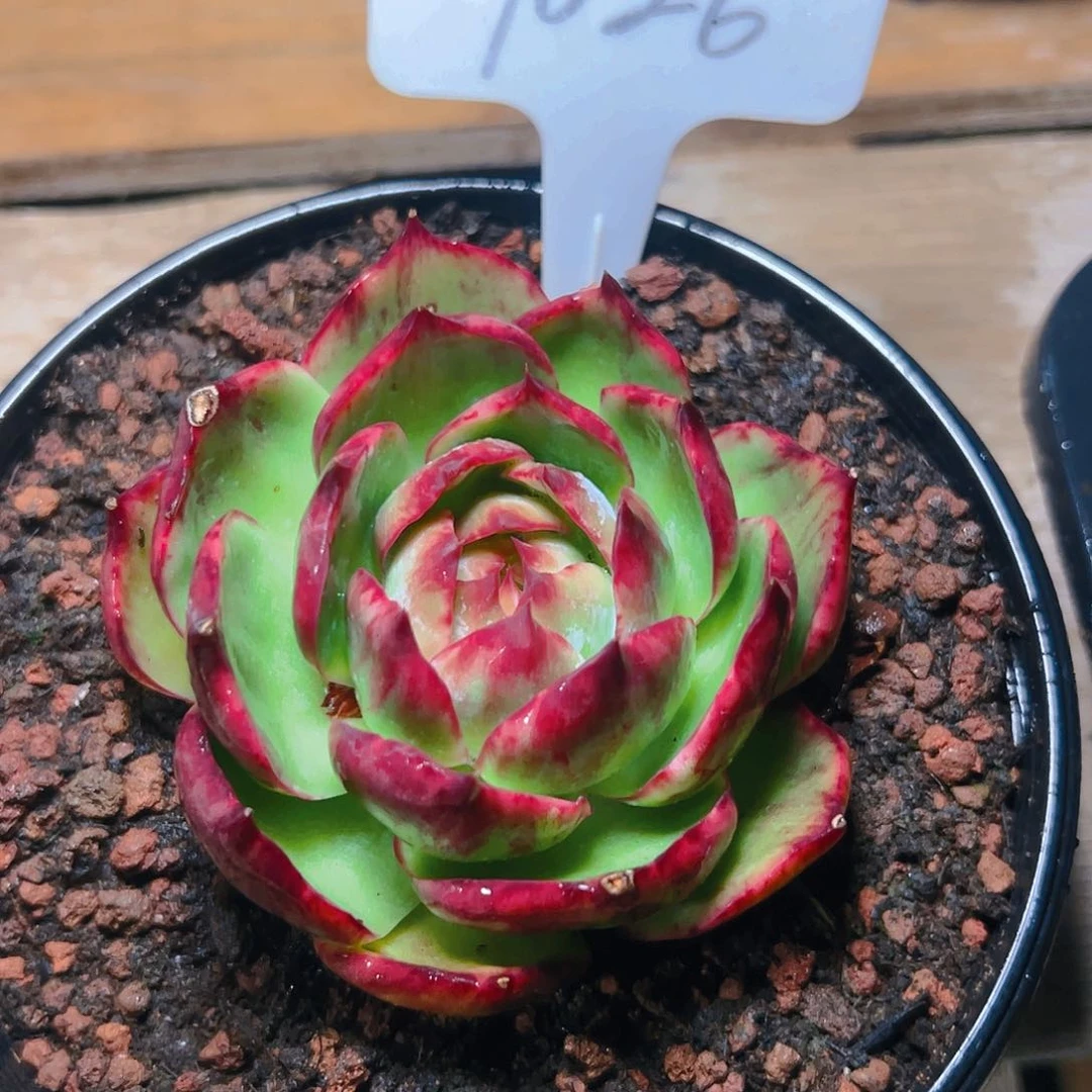 小惊鸿仙子一物一拍1026号