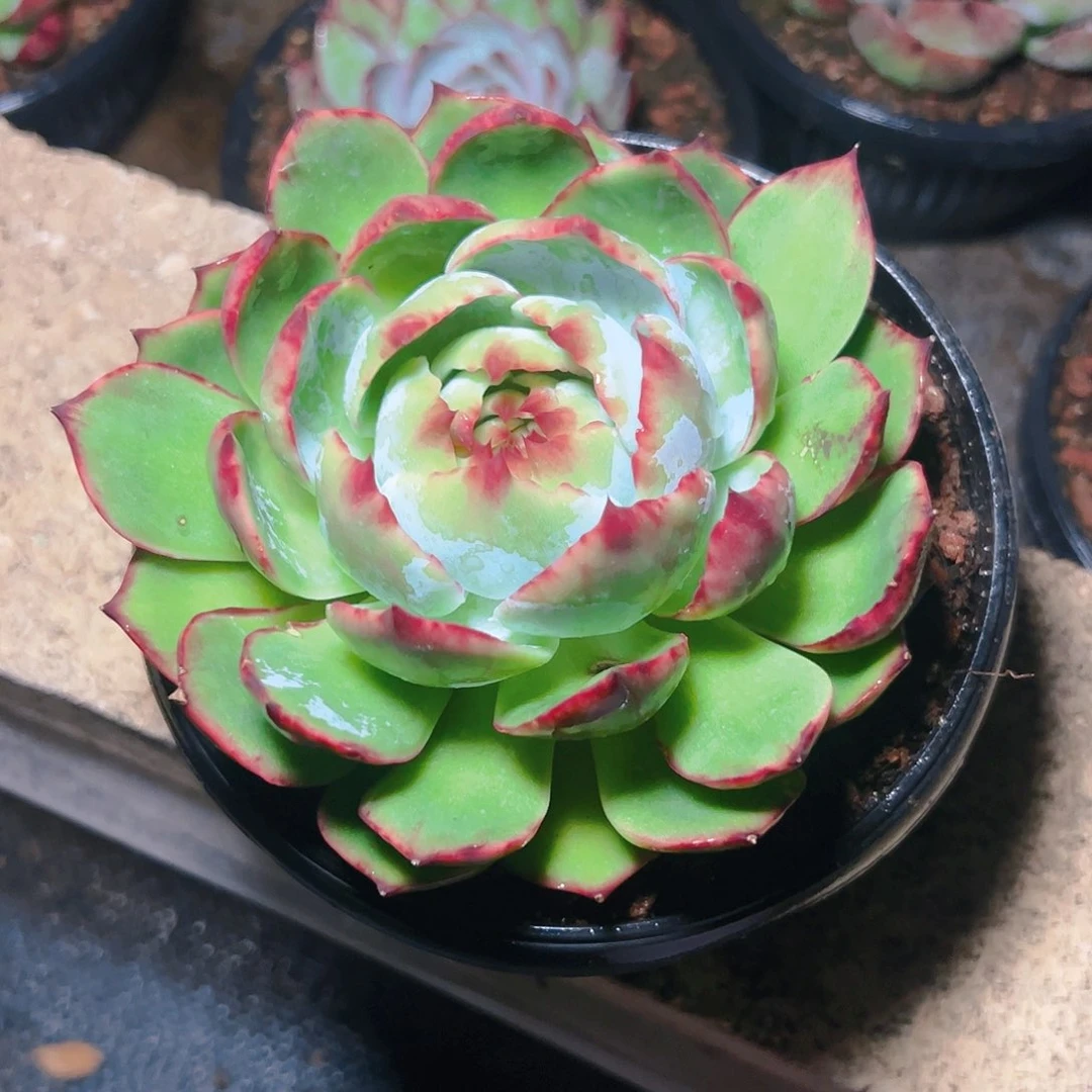 惊鸿仙子一物一拍3062号