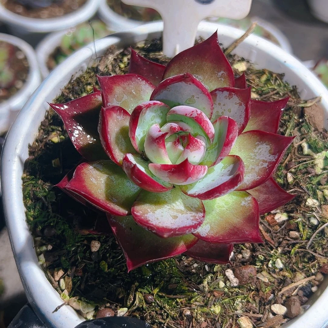 惊鸿仙子一物一拍1128号