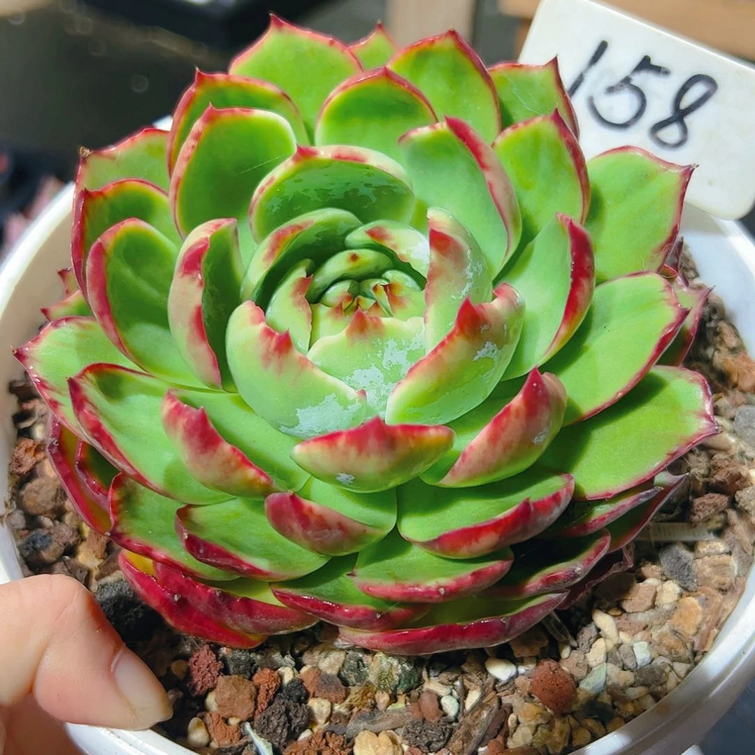 惊鸿仙子一物一拍158号