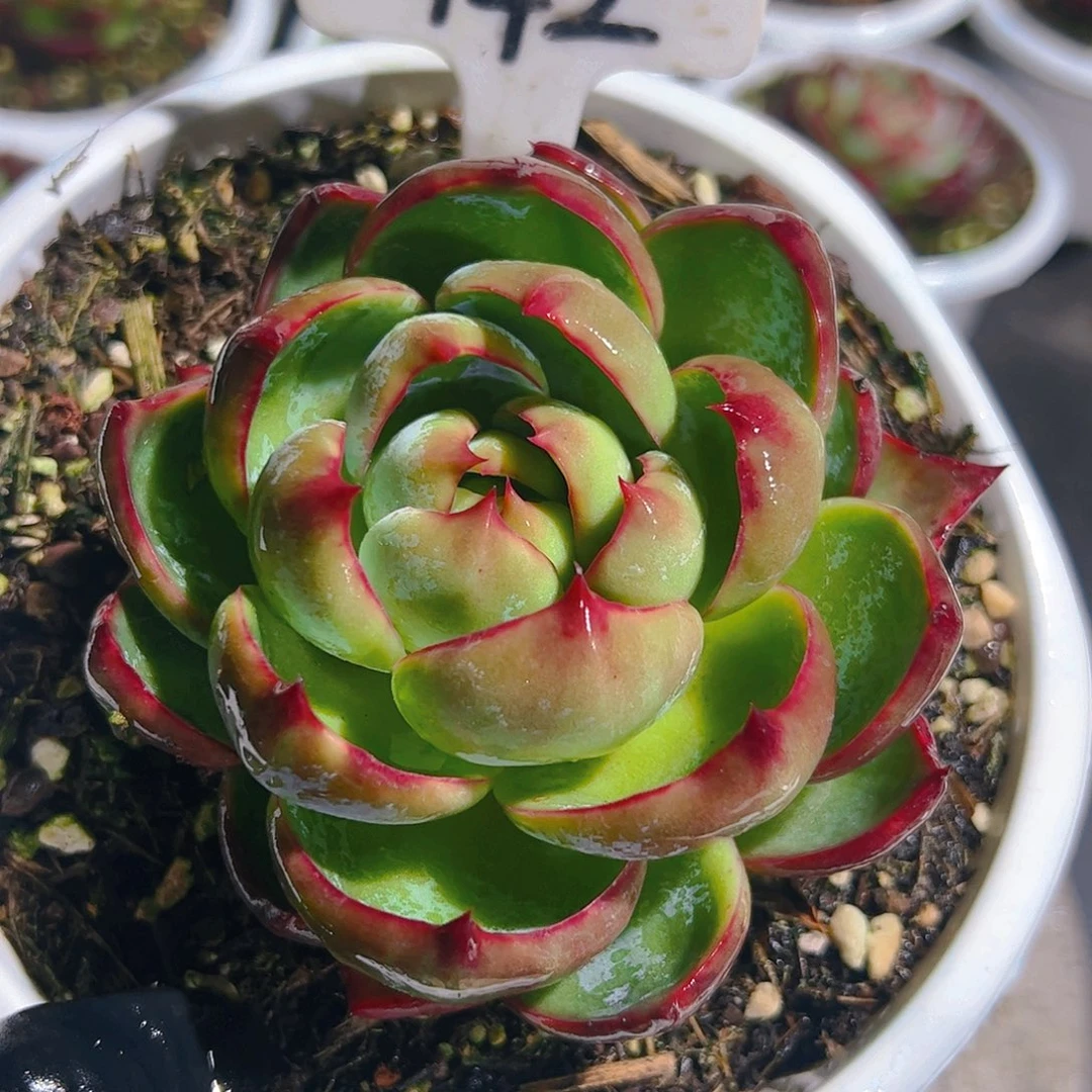 惊鸿仙子一物一拍142号