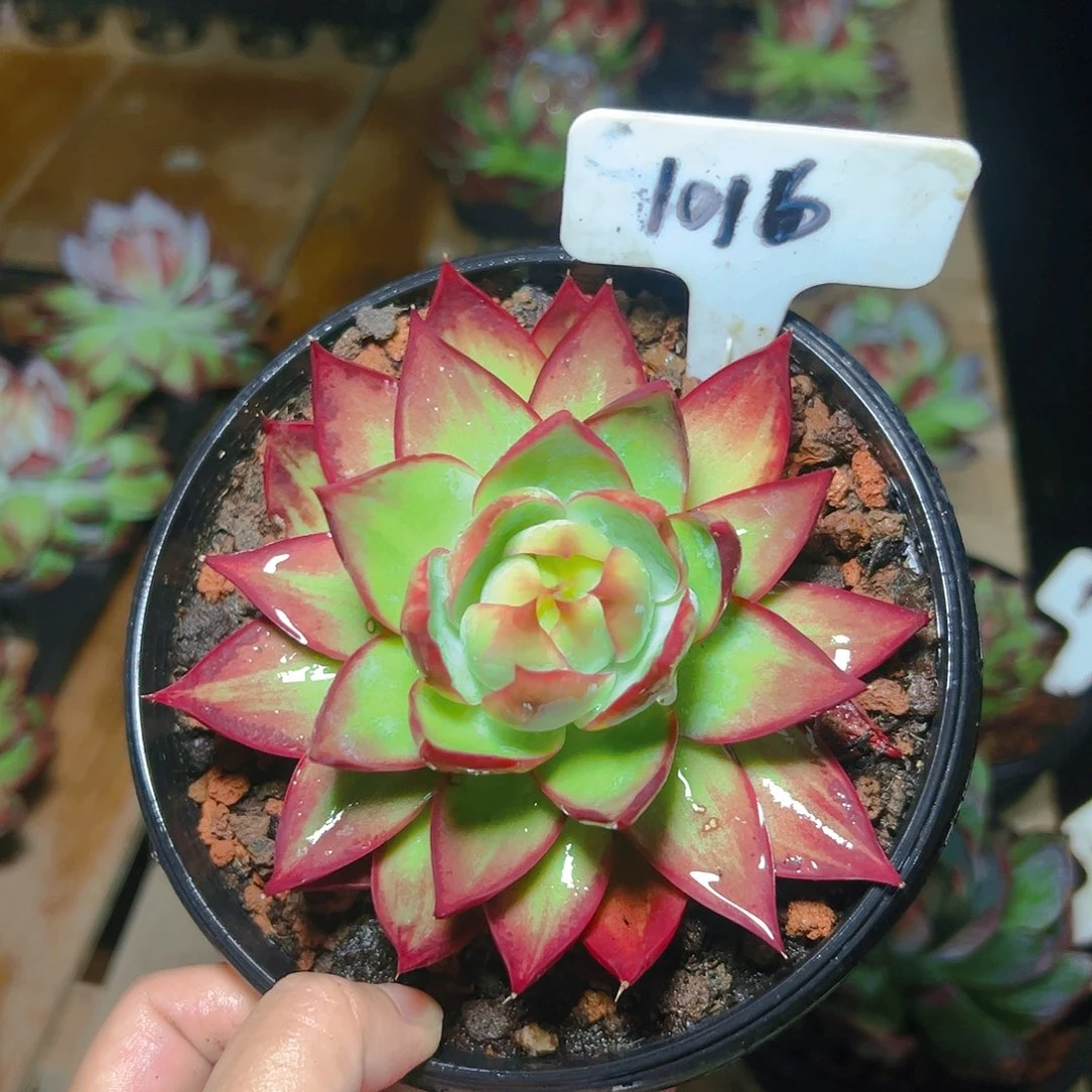 慧*惊鸿仙子一物一拍1016号