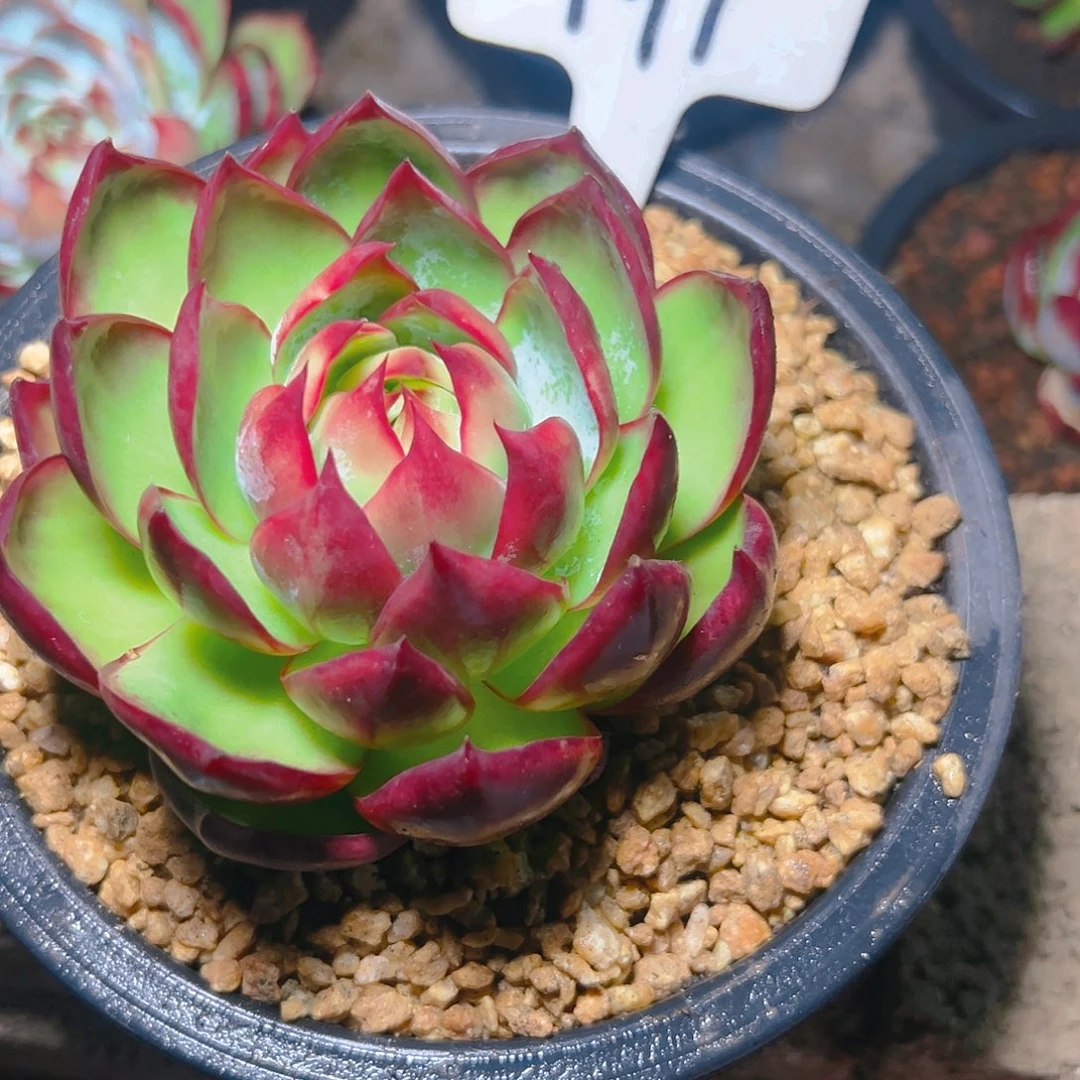 燊*惊鸿仙子一物一拍191号