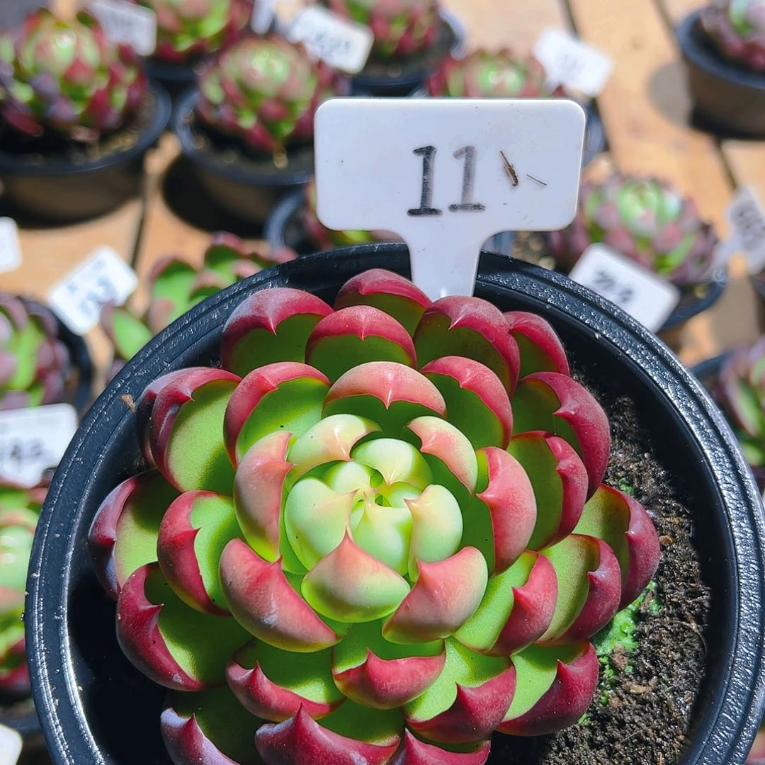 花****姐惊鸿仙子一物一拍11号