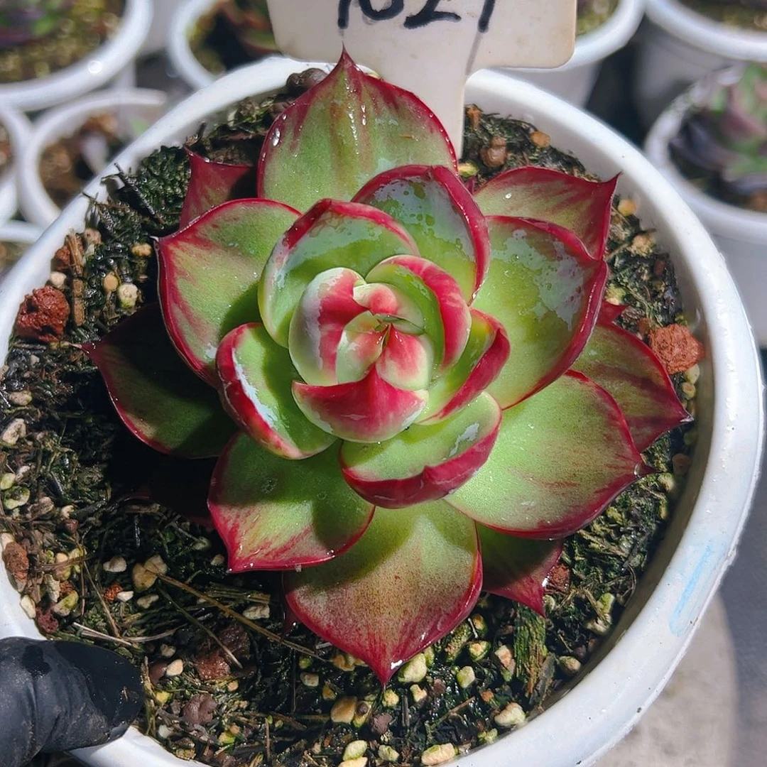 惊鸿仙子一物一拍7027号