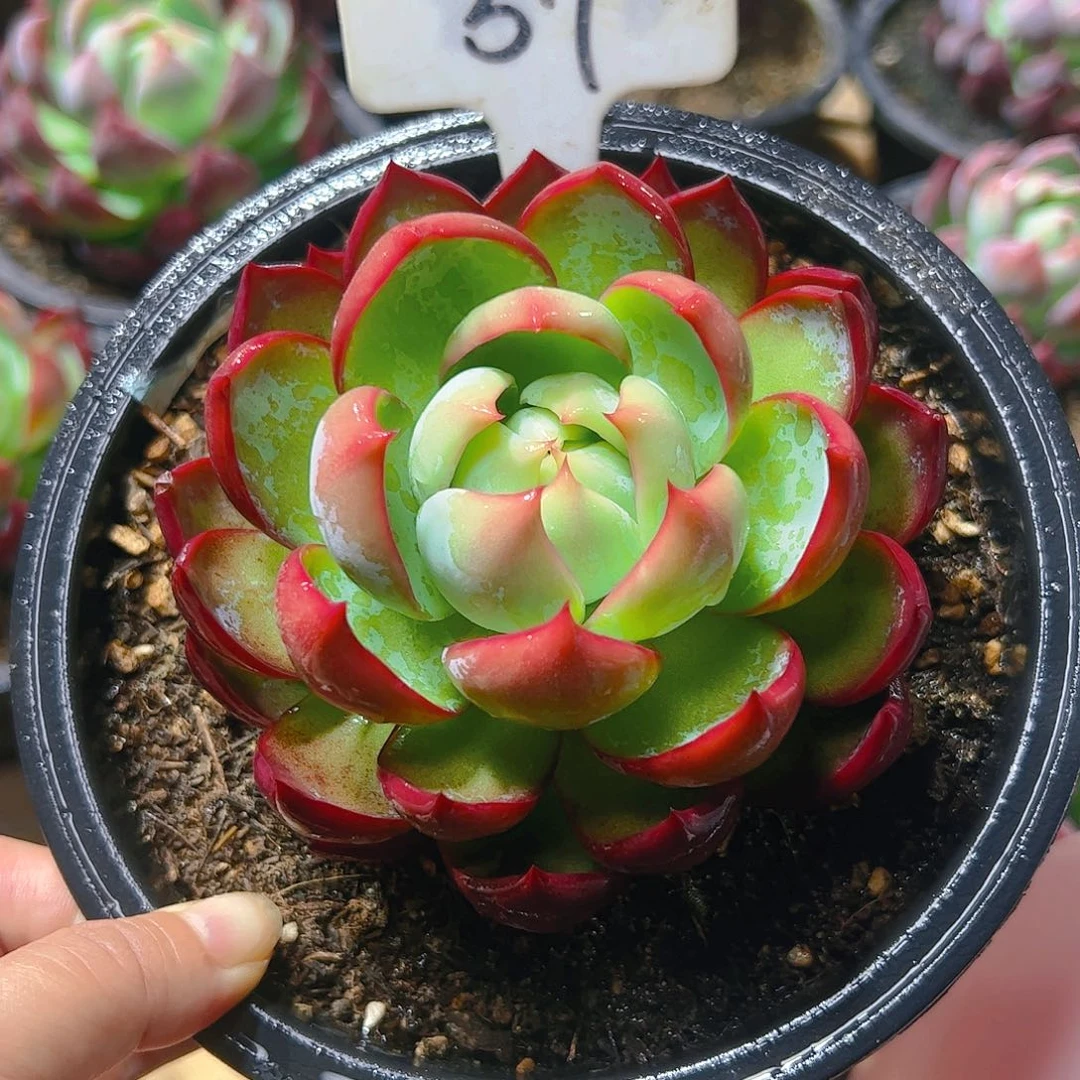 勉****）惊鸿仙子一物一拍57号