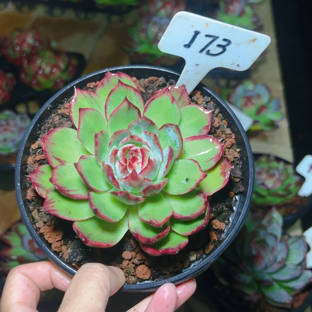 水*灵惊鸿仙子一物一拍173号