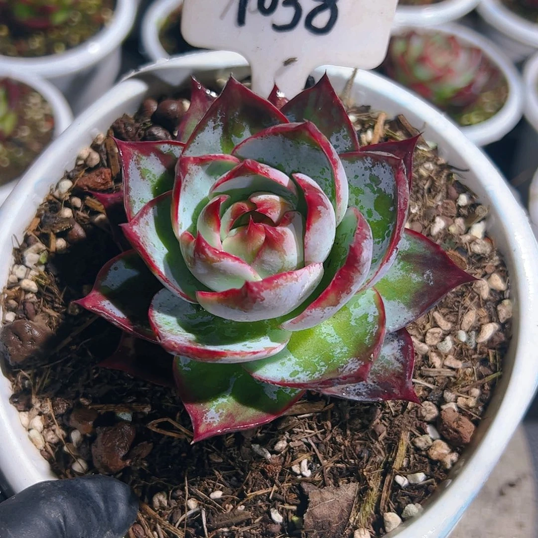 惊鸿仙子一物一拍7038号