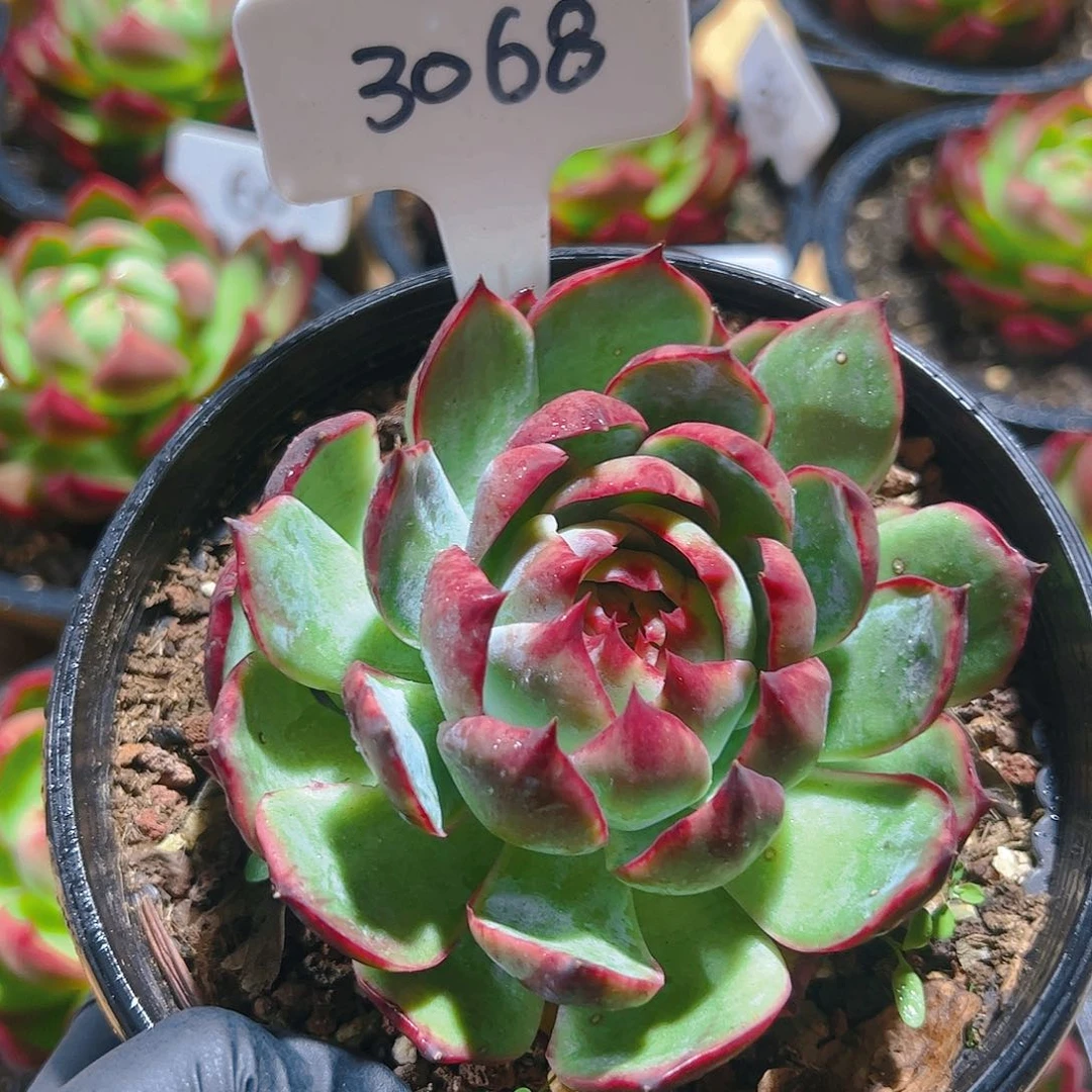 惊鸿仙子一物一拍3068号