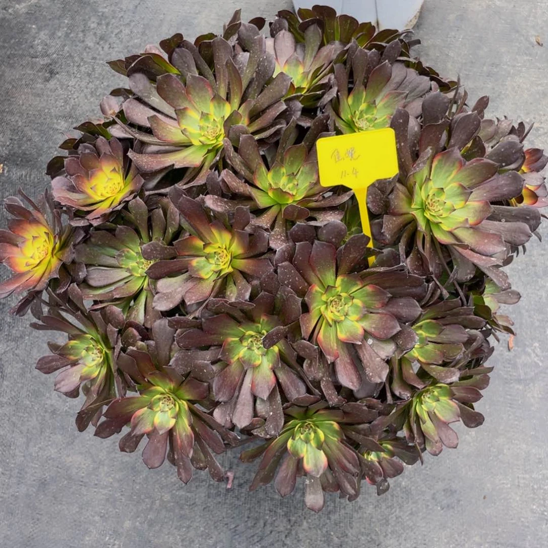 烟花带盆8888888888