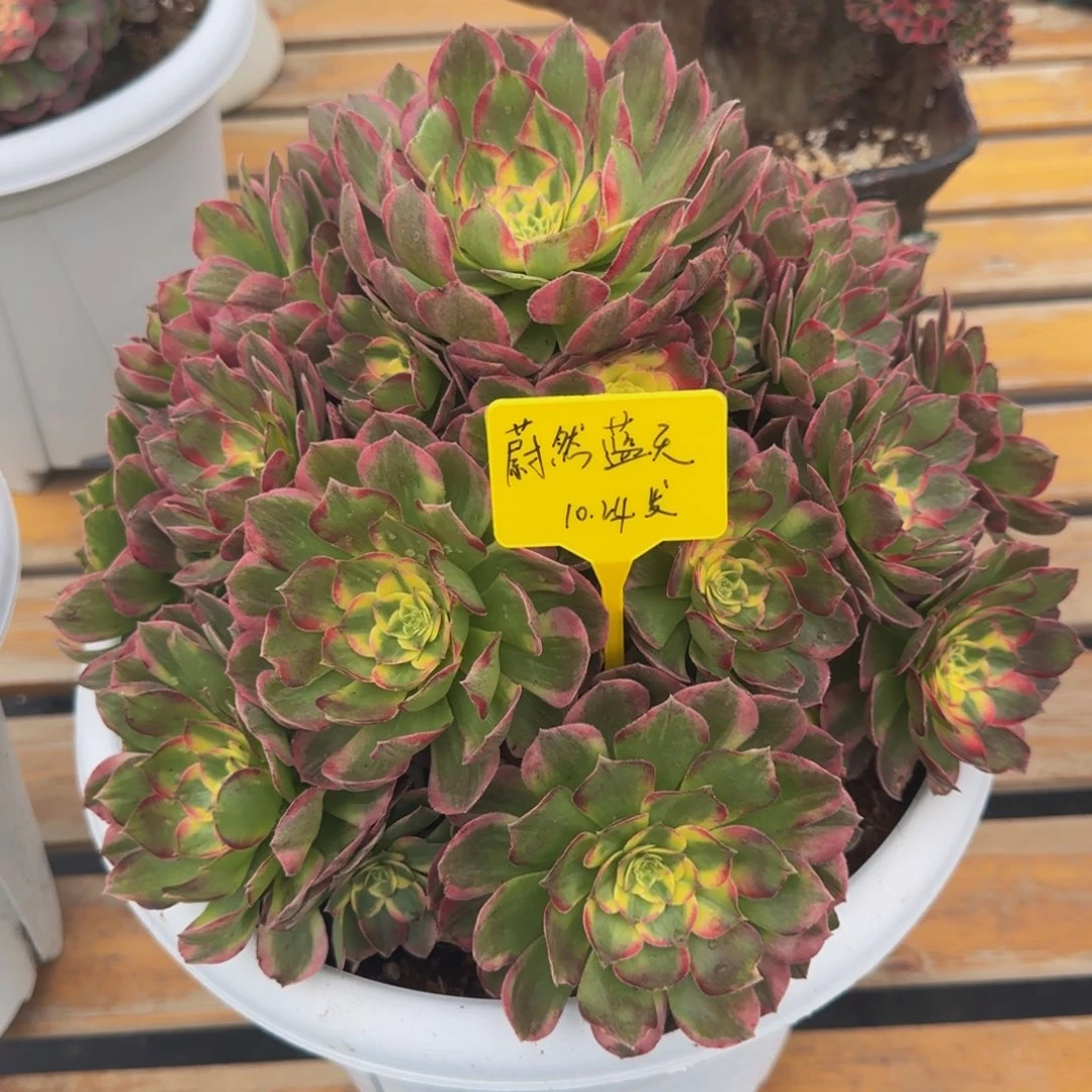 海王法师88888888