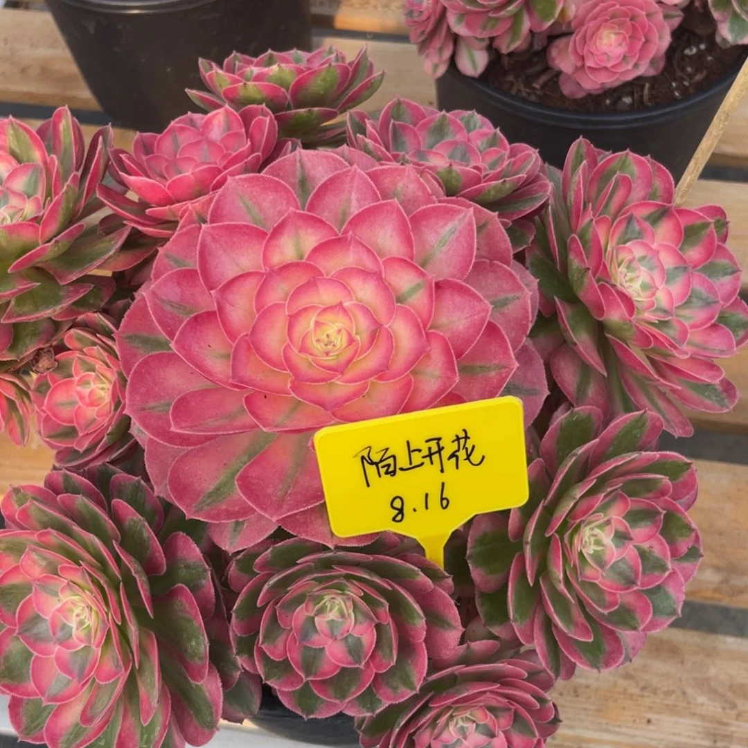 倾城法师8888888