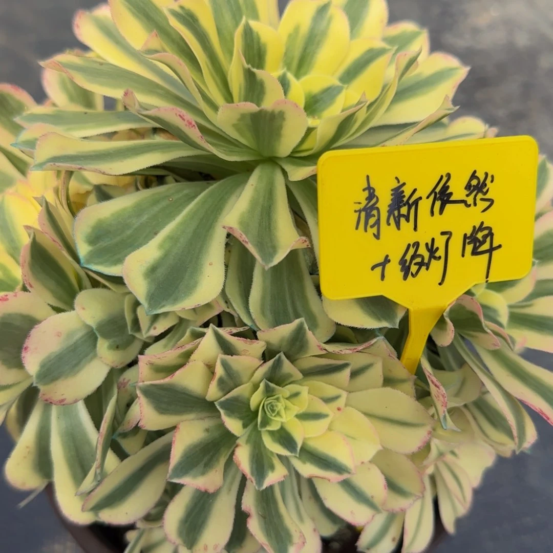 十级灯牌法师88888888