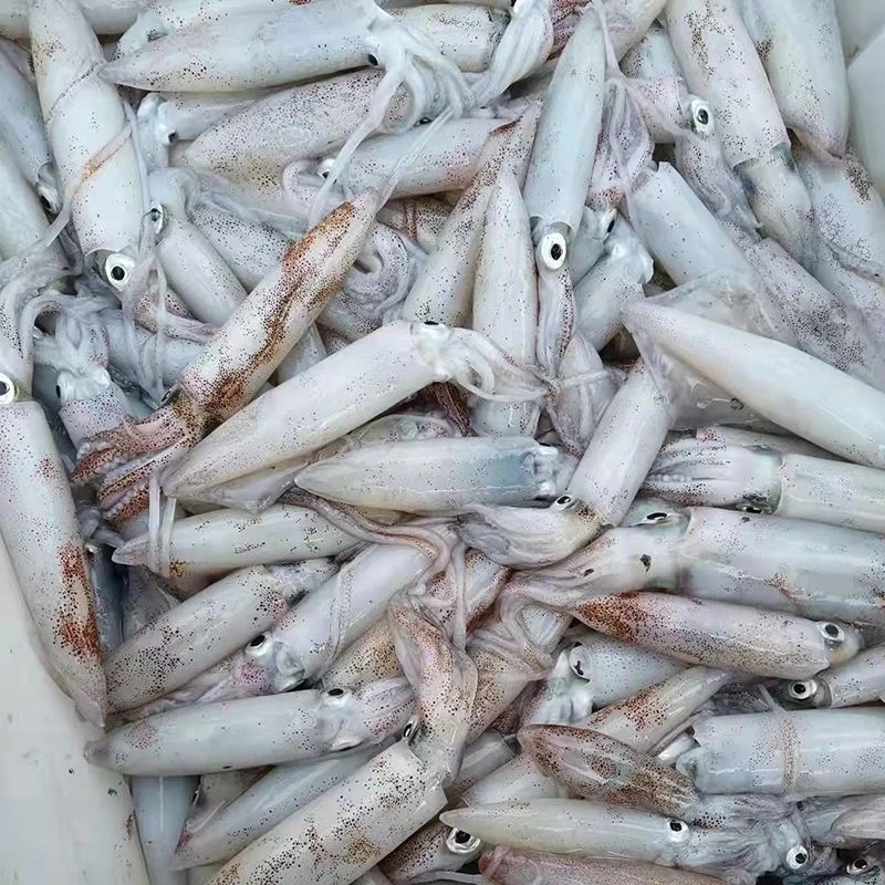 鲜活速冻海兔子笔管鱼籽乌顺丰包邮山东日照发货 半斤/盘约6-8只