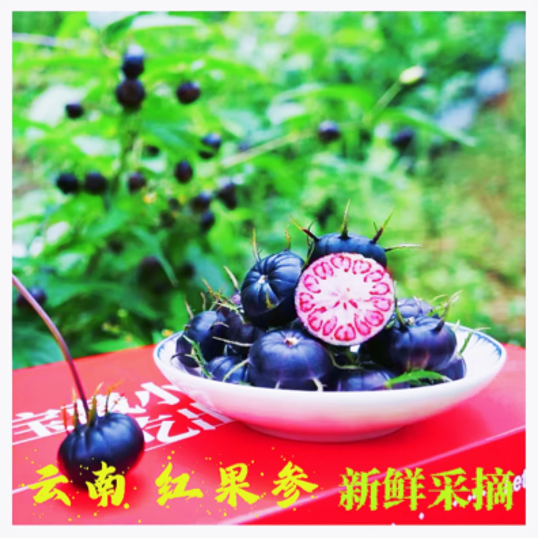 云南高原红果参山林种植现摘新鲜果子酸甜可口鲜嫩甜脆