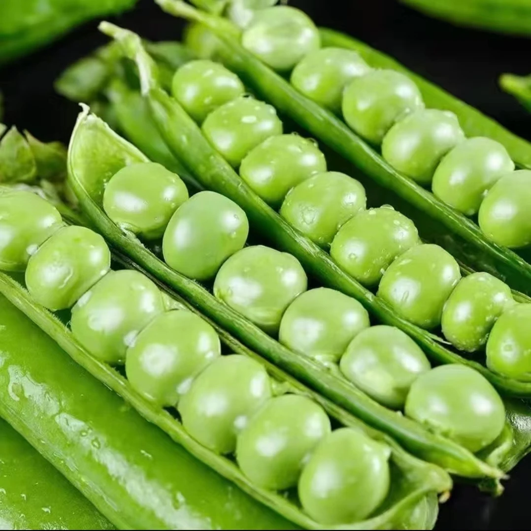 云南高山新鲜水果豌豆当季蔬菜脆甜青豌豆农家种植现摘现发