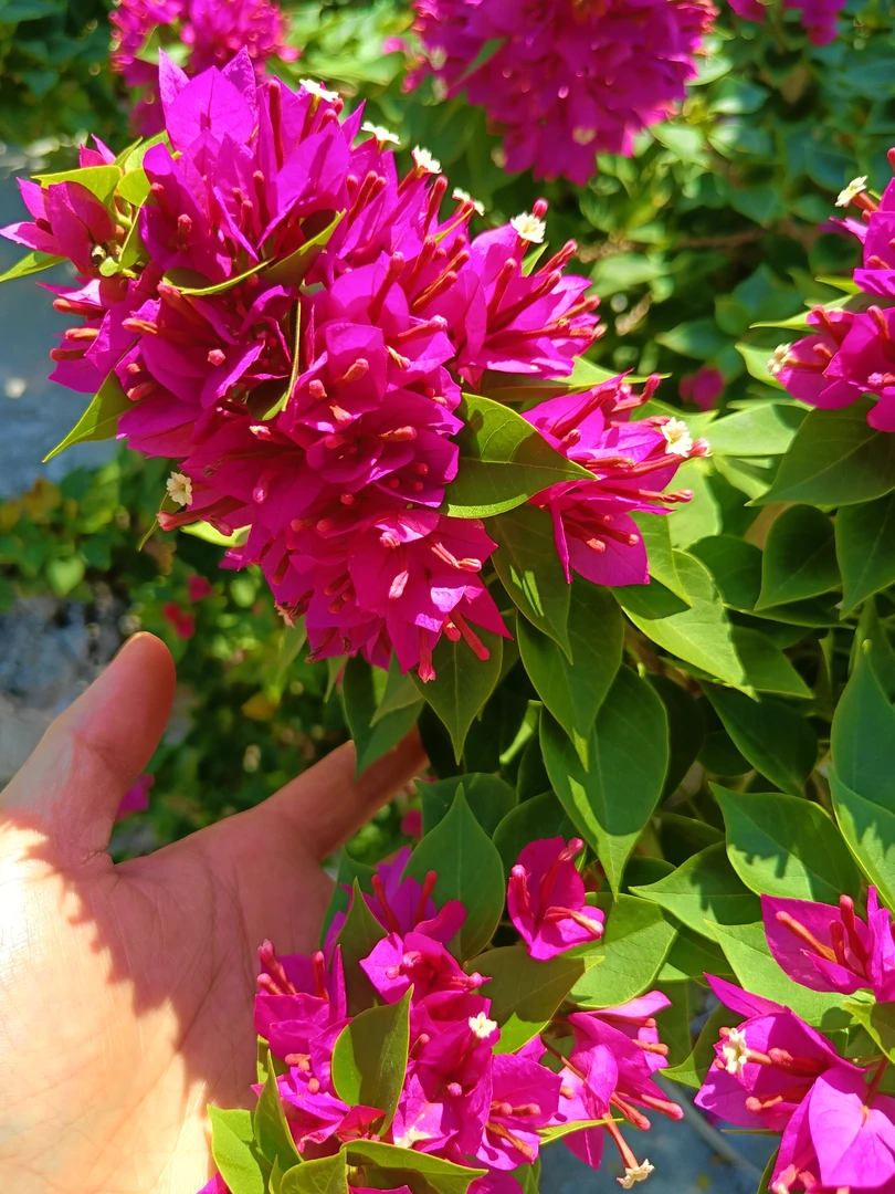 新手勿拍！塔紫小桃红生桩，直播间一物一拍