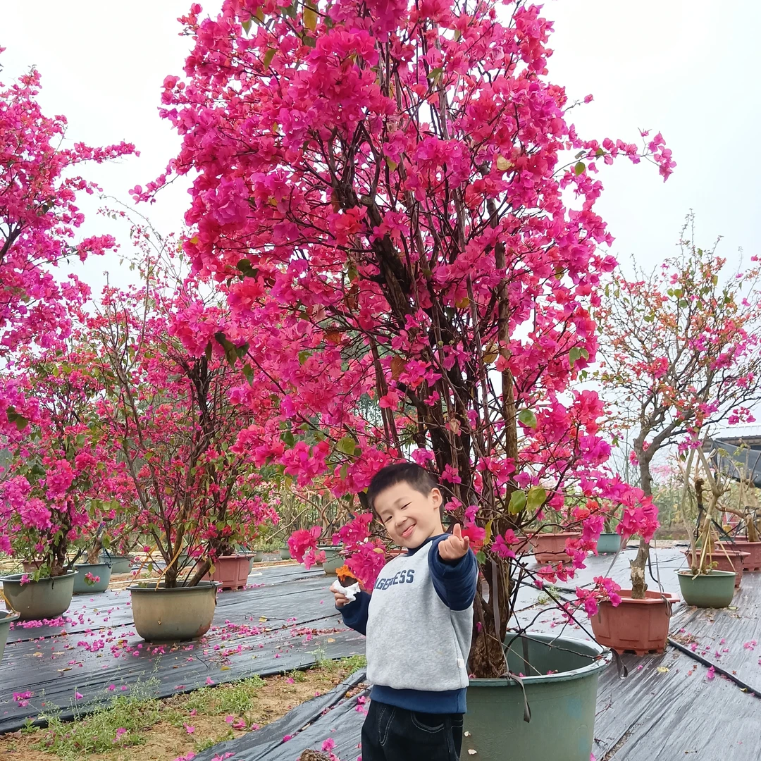 新手勿拍！直播间一物一拍，三角梅云南紫、同安红