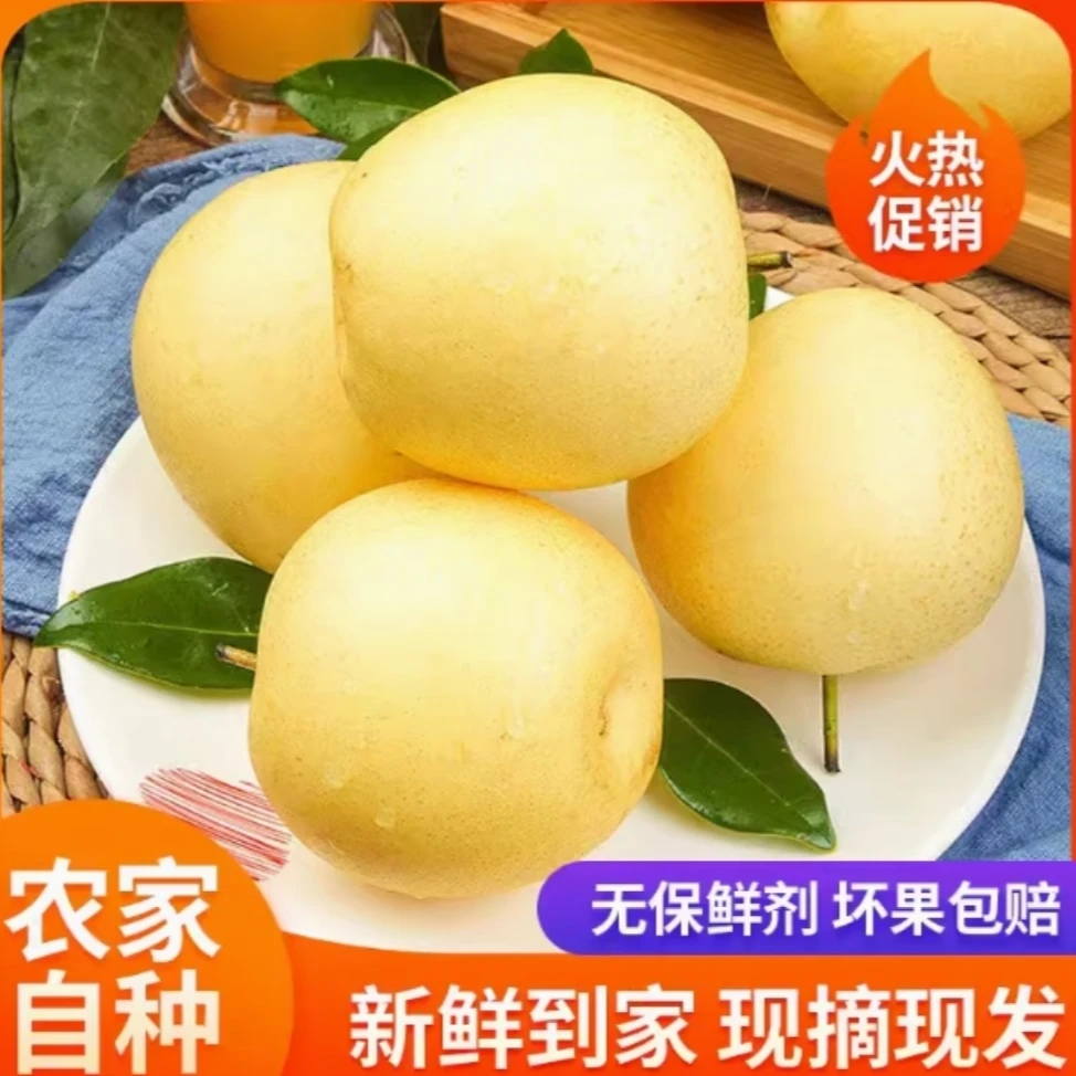 【现摘现发】四川农家黄金梨当季现摘现发水果农家自种水果