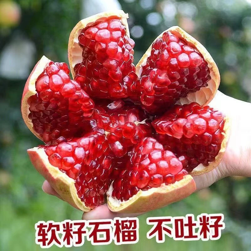 【高山优选】四川会理突尼斯软籽石榴5斤新鲜应季孕妇水果皮薄多汁