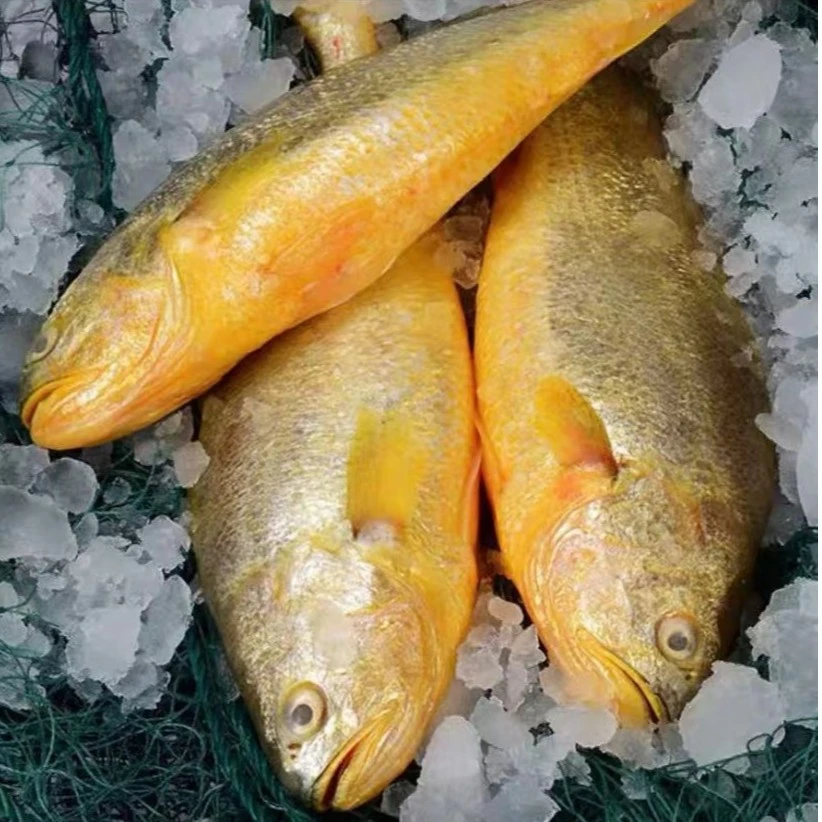 【高分店铺新品减10】新鲜现捕大黄鱼 冷冻生鲜500/条发3条顺丰包邮