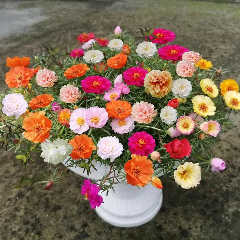 混色7色重瓣太阳花易活易种阳台庭院