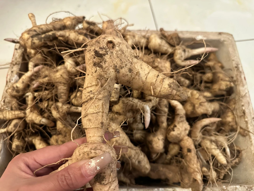 【精选】太行山纯正野生老虎姜（鸡头黄精）