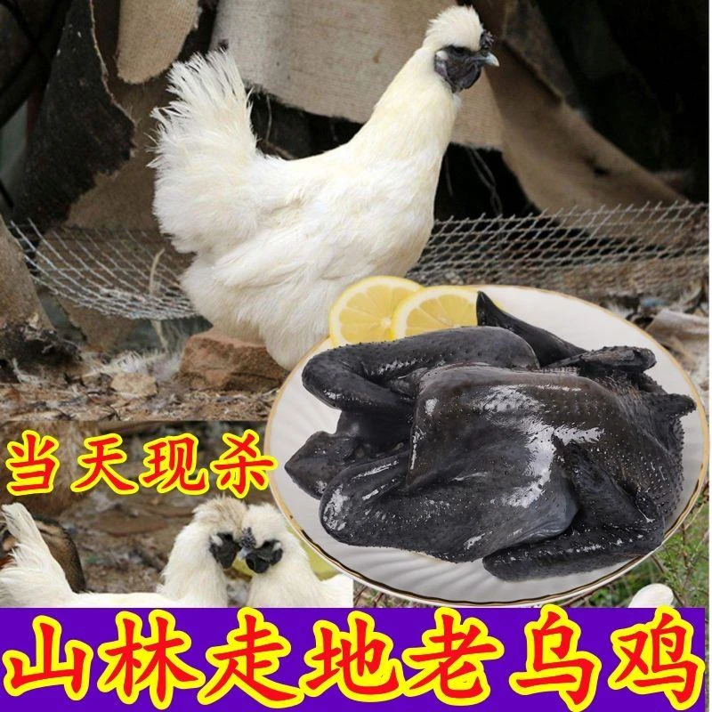 发2只散养乌鸡活鸡现杀土鸡散养农村农家整鸡生鲜乌骨鸡老母鸡肉