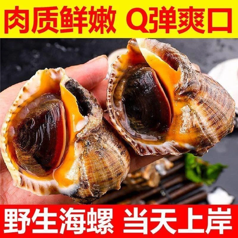 批发鲜活海螺野生超肥海鲜水产批发贝类螺类产地直销批发