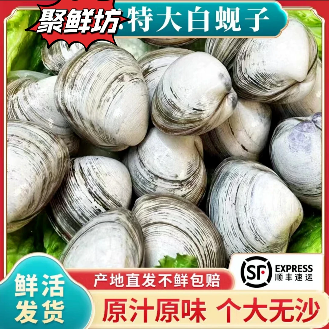 N【野生】东港大白蚬子无沙鲜活顺丰包邮肉质肥嫩鲜甜