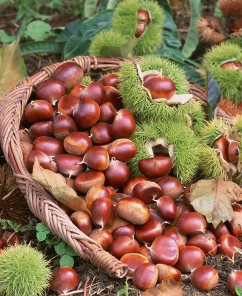 （3113）一斤装小粒 2024年下树迁西燕山京东板栗（小粒 试吃）