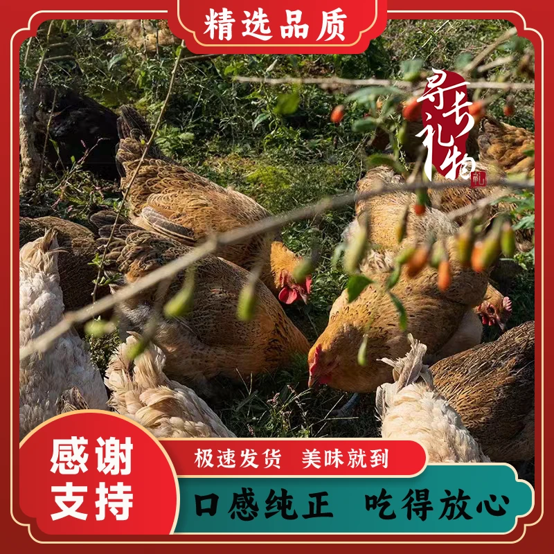 湖北整只母鸡（2斤起）