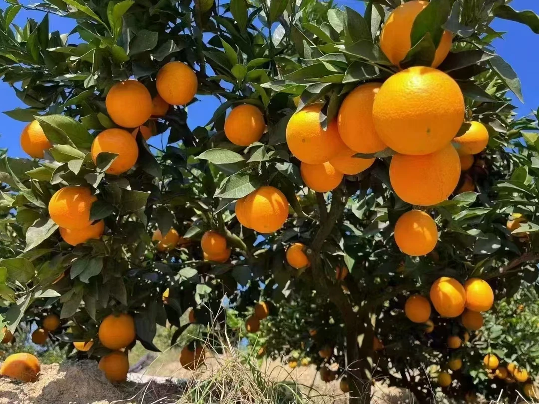 湖南石门高山纽荷尔橙八九分甜无籽无核带箱9.5斤手剥更好吃哟