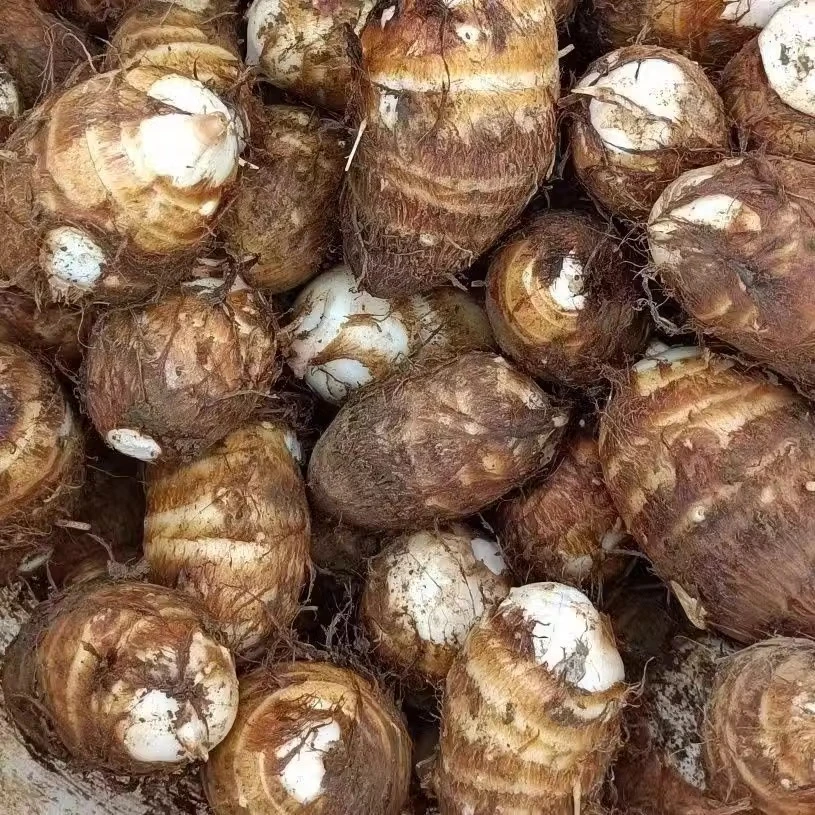 湖北硒都2024新鲜牛奶小芋头农家现挖粉糯毛芋头香芋艿小芋头蔬菜