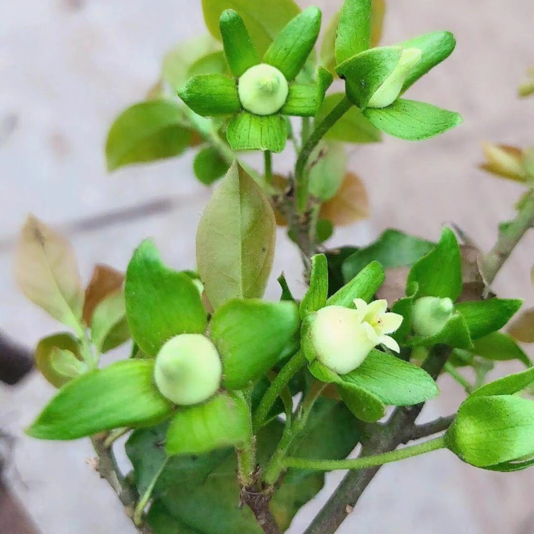 金弹子瓶兰花黑塔子开花结果盆景植物