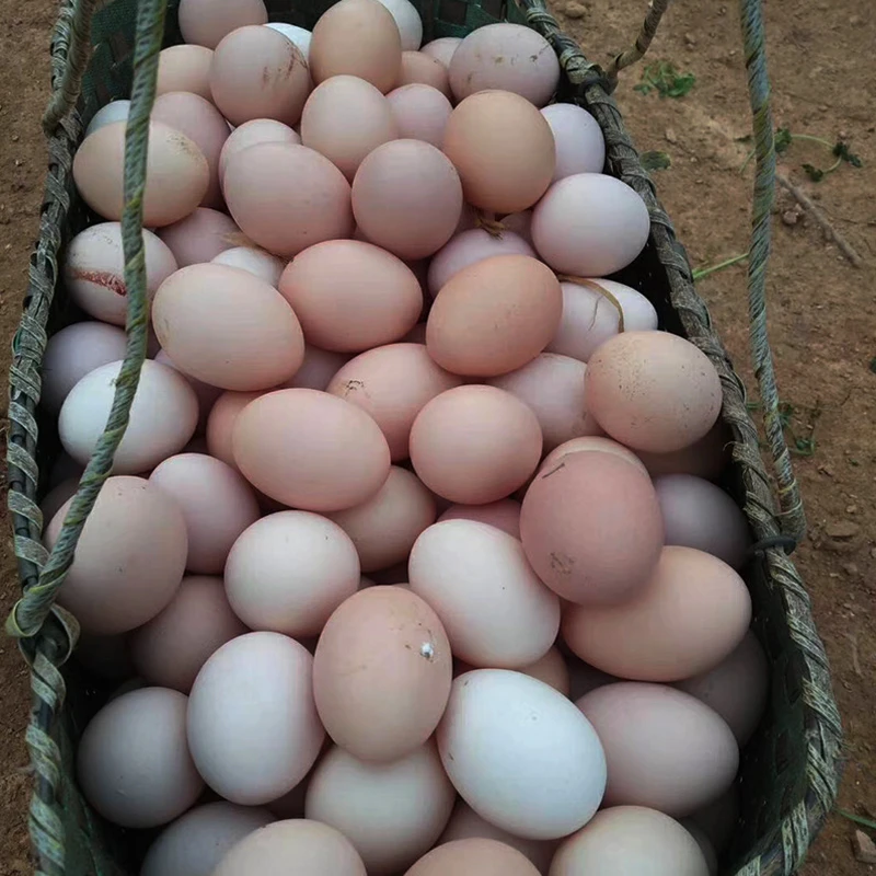 galiwei/嘎里味农村散养土鸡蛋新鲜草鸡蛋农家自养柴鸡蛋30-50枚