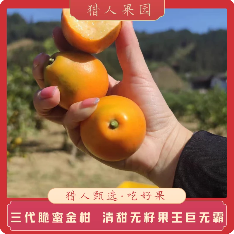 【三代特大果王】融安应季脆蜜金柑清甜无籽口感清脆优质送礼广西