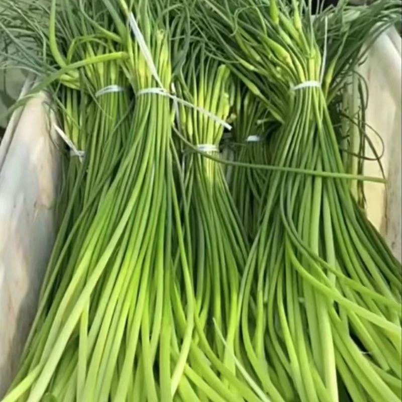 2024山东金乡农家春季种植新鲜蒜苔蔬菜蒜苔现货当季蒜苔