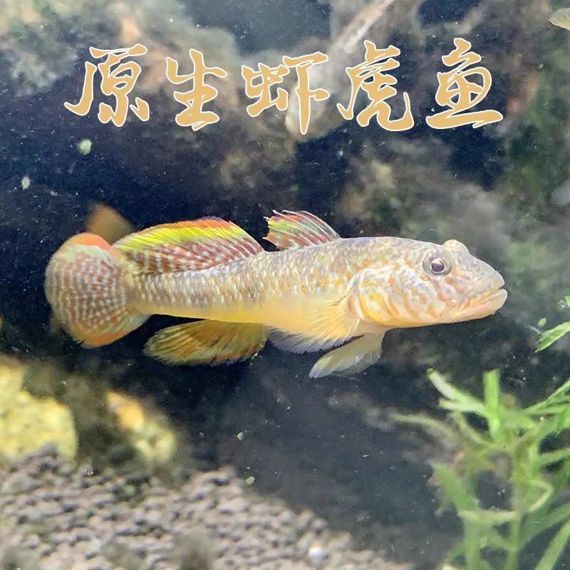 子凌虾虎鱼原生溪流缸底溪鱼好养耐活冷水观赏鱼