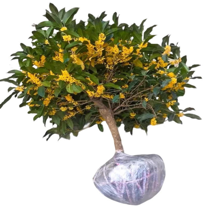 精品四季桂花盆栽浓香型带花苞适合室内外种植