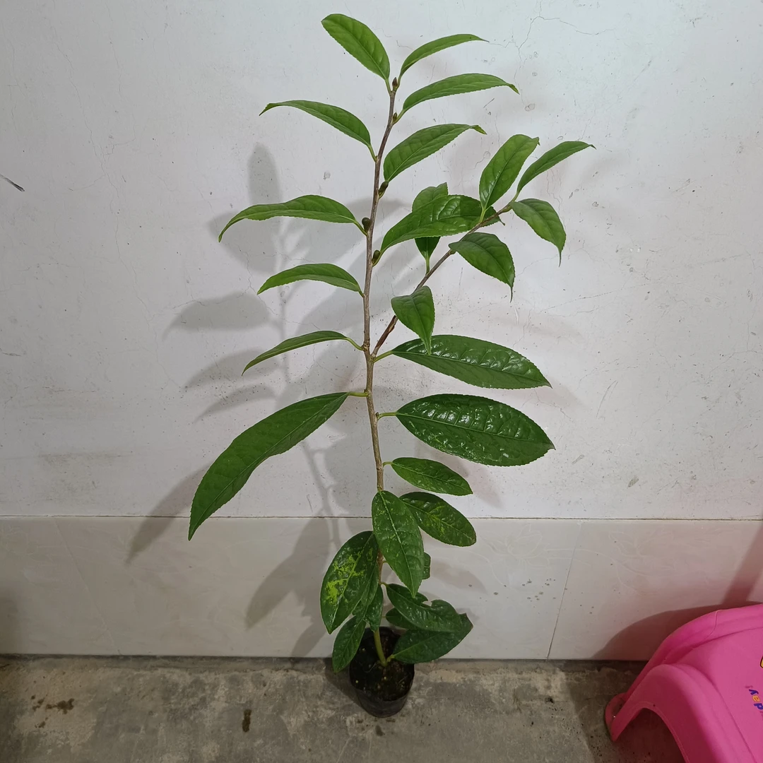 防城金花茶小苗带花苞带黑色营养原盆原土发货