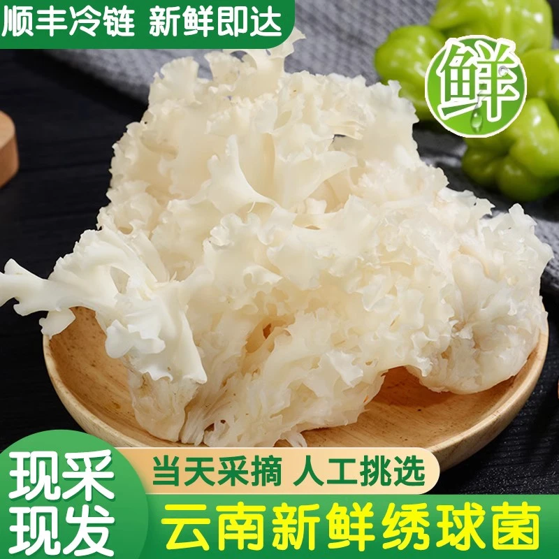 云南特产绣球菌新鲜非干货粉2023年新货食用菌煲汤食材菌子1000g