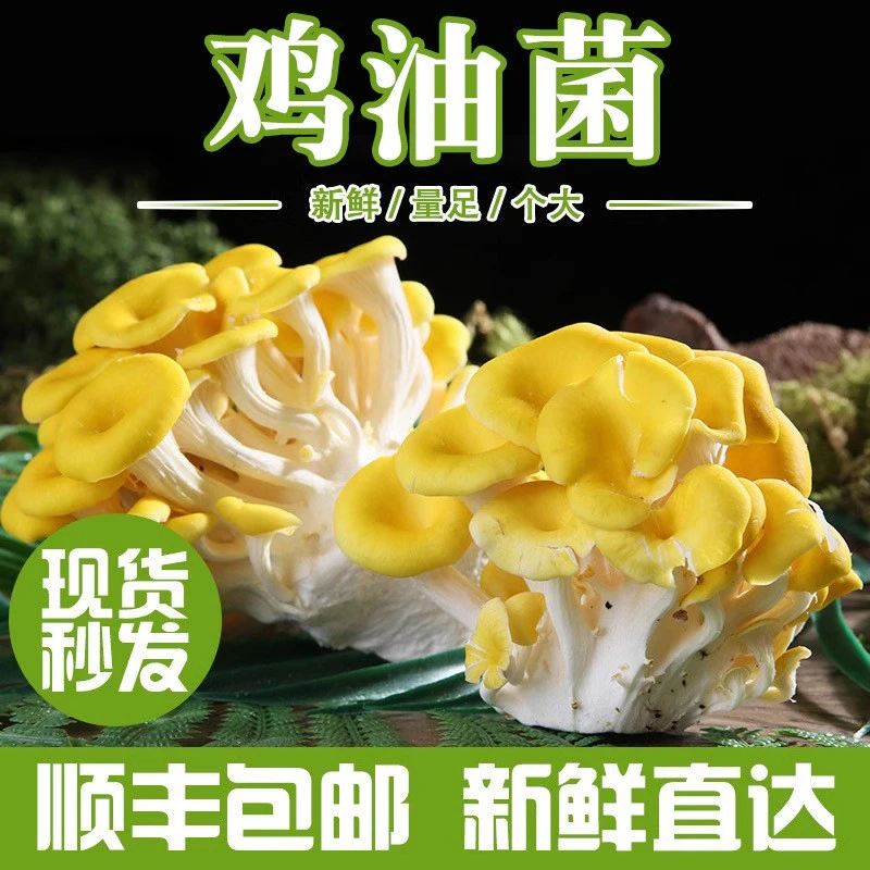 云南鸡油菌新鲜特产山珍食材蘑菇农家榆黄菌正品500g