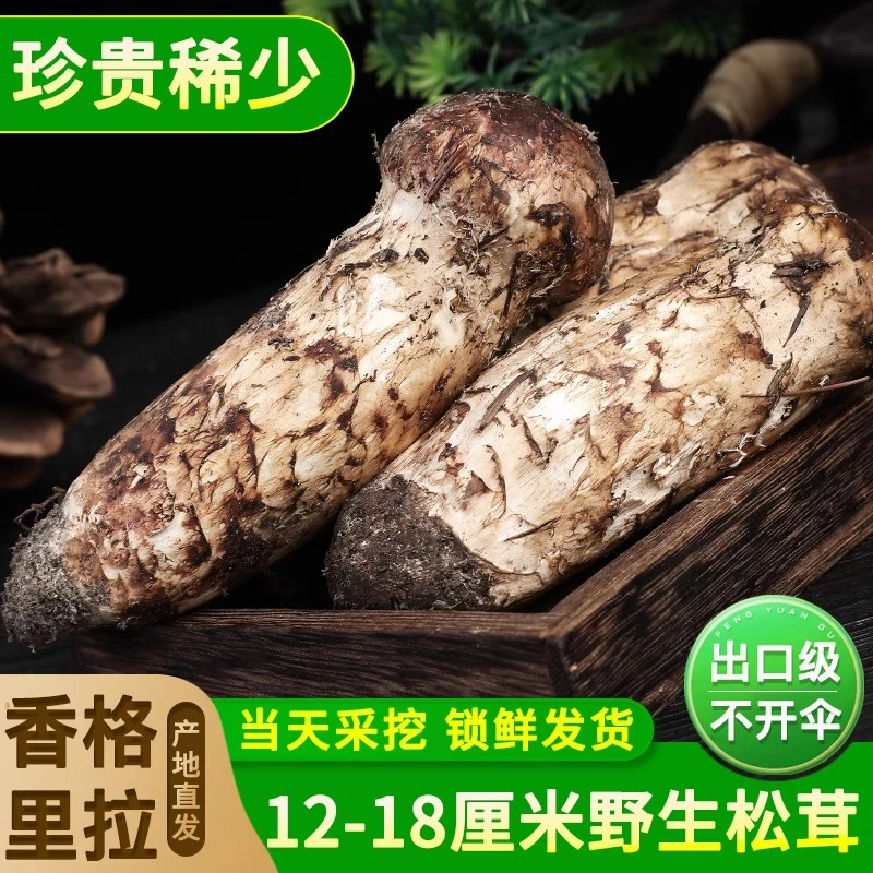 【稀缺12-18CM】云南香格里拉超大新鲜野生松茸礼盒正宗特产
