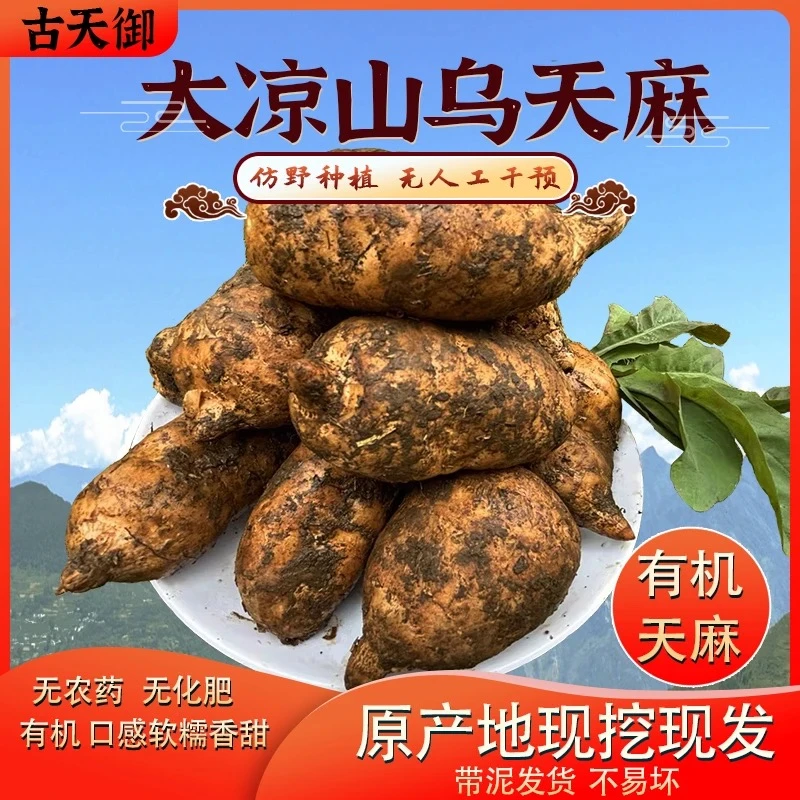 大凉山(乌蒙山)有机乌天麻超级福利小果