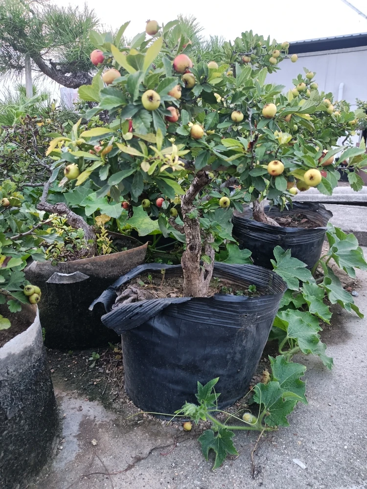 小叶山里红盆景桩