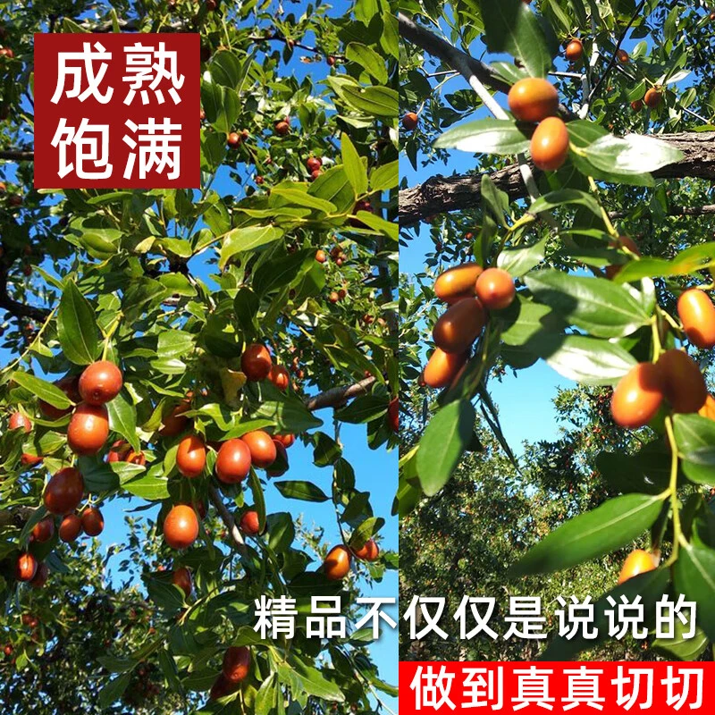 中小果4.8-5斤 孙家湾大枣【平顶栆】成熟饱满酸甜适中天然果园脆爽